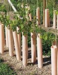 1.5mm PP Corflute Tree Guard Green Plastic Tree Trunk Protectors