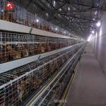 Poultry Farming Equipment Automatic H Type Battery System Broiler Chicken Cages
