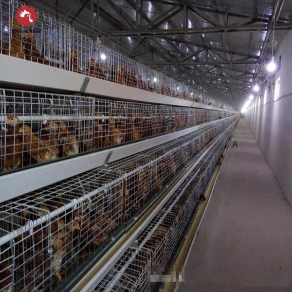 Buy cheap H Type Broiler Meat Chicken Cage Sales In Senegal 30000 Birds 144 Birds from wholesalers