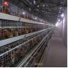 Buy cheap HDG Steel Broiler Chicken Cages Chicken Meat Broiler Cages With Automatic Poultry Feeding from wholesalers