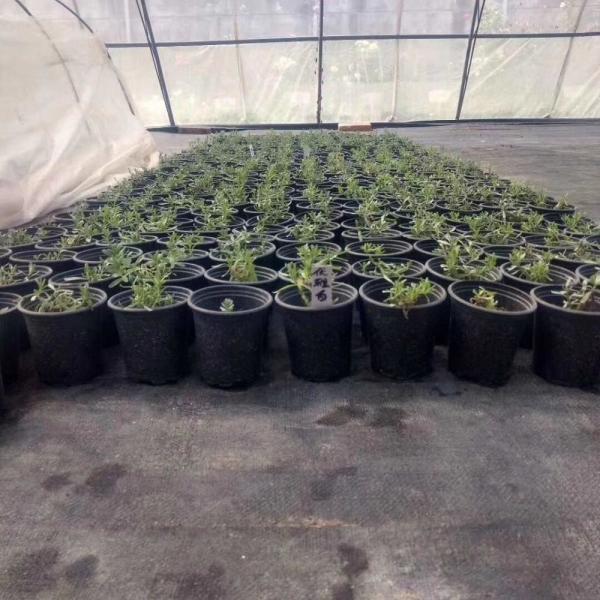 Buy cheap 1gallon small garden plant black plastic nursery flower fast root growth pots for plants from wholesalers
