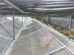 4m Bay Width Multi Span Greenhouse Agricultural Cover Material Super Strong