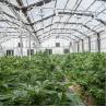 Buy cheap Multi-Span Venlo PC Sheet Polycarbonate Tunnel Greenhouse Blackout Light Dep from wholesalers
