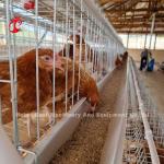 China Factory Battery Layer Cage 5 tier With Poultry Equipment For Africa Market
