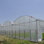 Buy cheap Anti Insect Net Multi Span Hydroponic Tunnel Plastic Greenhouse For Vegetable from wholesalers