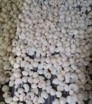 Crop Fresh Iqf Frozen Lychee Whole