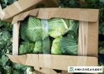 Natural Hue All Season Cabbage 2.5 Kg / Per Helps Improve Digestion