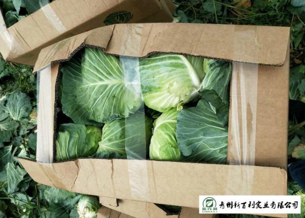 Buy cheap Natural Hue All Season Cabbage 2.5 Kg / Per Helps Improve Digestion from wholesalers