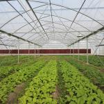 Durable Aluminum Alloy Skeleton Tropical Poly Tunnel Film Sawtooth Greenhouse