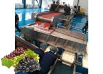 Buy cheap Concentrated  Grape Juice Processing Line / Fruit Juice Processing Equipment from wholesalers