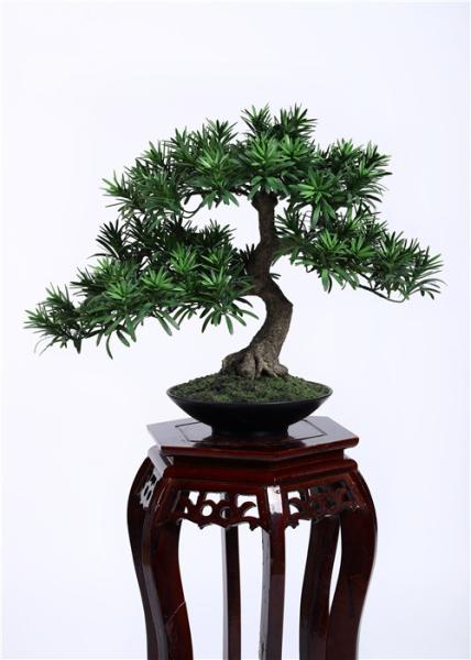 Buy cheap Delightful Artificial Plants Bonsai , Unique Bonsai Trees Cedrela Odorata Exotic Display from wholesalers