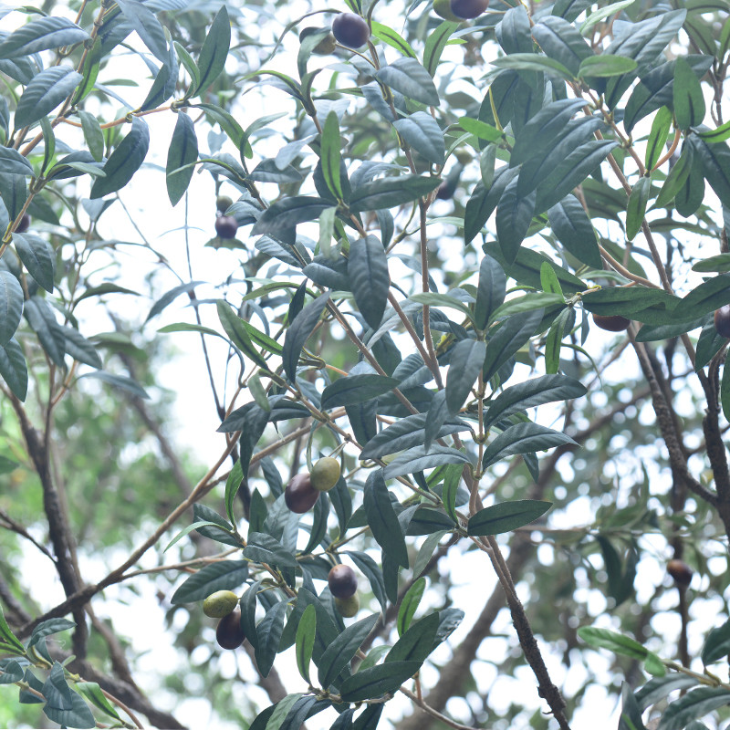 Factory Priced Large Artificial Olive Tree Huge Ornamental Fiberglass Tree for Indoor Restaurants and Shopping Malls Decor