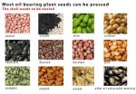 Automatic high quality household oil press machine for INDIA market 220V in gold