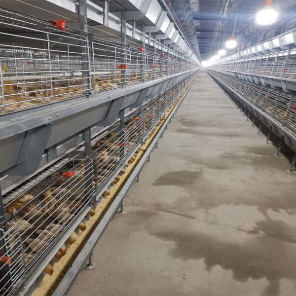 Buy cheap Hot Galvanized Battery Cage Poultry Drinking System from wholesalers