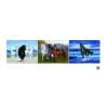 Buy cheap PET / PP Animal Print Lenticular Posters For Home Decoration SGS from wholesalers