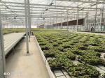 Seedbed Table Galvanized Steel Frame PE Plastic Film Large Conneted Tunnel