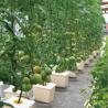 Buy cheap 8m Span Width Poly Tunnel Greenhouse For High Yield Tomato Cultivation from wholesalers