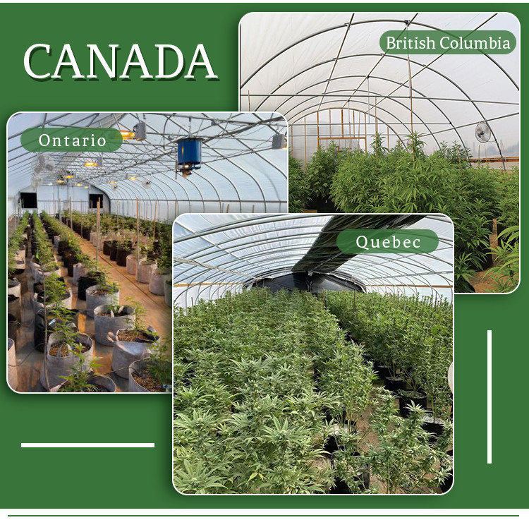 UV Resistant Polyethylene Film Light Controlled Greenhouse With Temperature Control