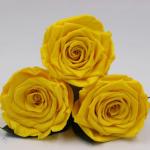 Wholesale Preserved Fresh Dried Flowers Dark Blue Roses for Arrangement