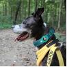 Buy cheap High Quality Airtag Adjustable Nylon Led Dog Pet Necklace Light Training Collar For Pet Dog from wholesalers