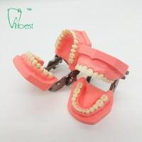 Buy cheap Colorful Brushing Plastic Dental Teeth Model Removable product