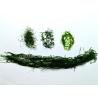Buy cheap HACCP Sun-Dried 1kg Natural Green Ulva Prolifera Seaweed For Soups Broths from wholesalers