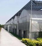 Multi-Span Single-Pan Hydroponic Tomato Cultivation Greenhouse for Aquaculture