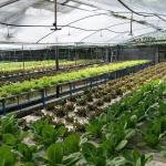 Po/PE Film Hydroponic Greenhouse For Vegetables Double Layer