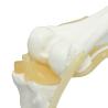 Buy cheap Ligaments & Stand Life Size Display Base Best Medical Tool Clinic Demonstration Kids Learning Education Knee Joint Model from wholesalers