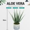 Buy cheap Plastic Artificial Aloe Vera For Indoor Decoration Fake Plants from wholesalers