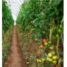 Buy cheap Initial Payment Large Pepper and Flower Hydroponic with Film Greenhouse Full Payment from wholesalers