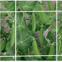 Buy cheap Extruded Plant Support Netting 8gsm For Agriculture Farm , Flower Or Bean product