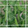 Buy cheap Extruded Plant Support Netting 8gsm For Agriculture Farm , Flower Or Bean from wholesalers