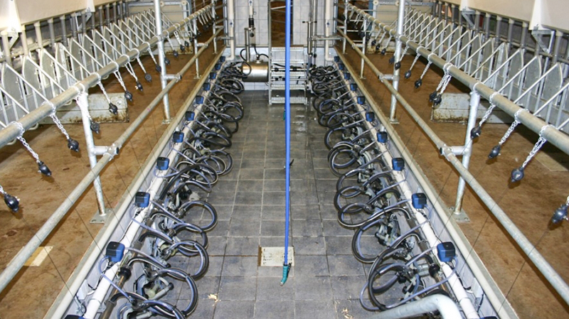 Hot Dip Galvanised Steel Cow Goat Horse Arena Cattle Sheep Shed for Poultry Farming