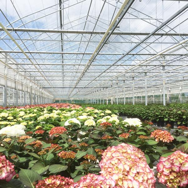 Vegetable Hydroponics Venlo Tempered Glass Greenhouse Multispan For Tomato