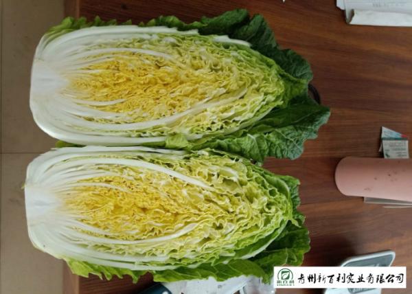 Buy cheap Healthy All Season Cabbage , Chinese Green Cabbage No Putrefaction For Salad Factory from wholesalers