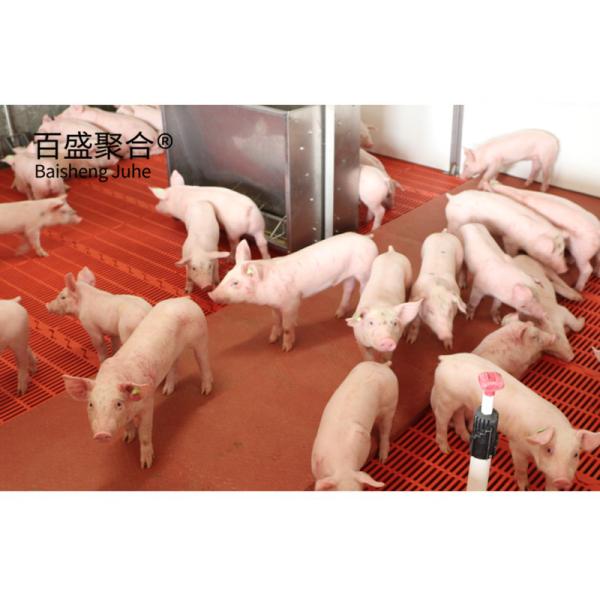 Buy cheap Aluminum Alloy Window Prefabricated Warehouse Farm for Steel Beams Pig House from wholesalers