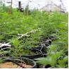 Buy cheap Length 105ft 120ft 131ft Blackout Tarp Light Deprivation Greenhouse Top Ventilation from wholesalers