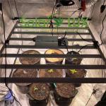 1200w 800w Quantum Board Horticulture LED Grow Lights