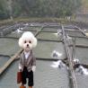 Buy cheap 0.2-2mm HDPE Geomembrane Pond Liners The Ultimate Solution for Fish or Shrimp Farming from wholesalers