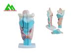 Human Anatomical Medical Teaching Models Plastic Inner Ear Model