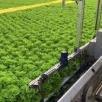 Film Cover Agriculture Multi Span Greenhouse for Vegetable/Crop/Flower/Fruit