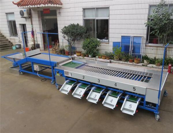 Buy cheap cherry tomato sorting machine, cherry tomato grading machine, tomato grader from wholesalers