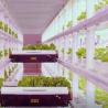 Buy cheap Shipping Container Greenhouse for Hydroponic Vertical Farming in Commercial Industry from wholesalers