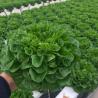 Buy cheap US Cocopeat Soil for Vegetable Growing in Commercial Greenhouse Sustainable Farming from wholesalers