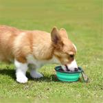Collapsible Pet Bowl Dog Bowls 2 Pack Portable Silicone Pet Feeder Dog Cat Food