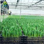 Lettuce Soilless Cultivation Equipment