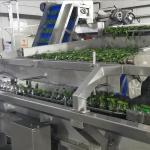 High Efficiency Canned Vegetable Production Line For Cucumber