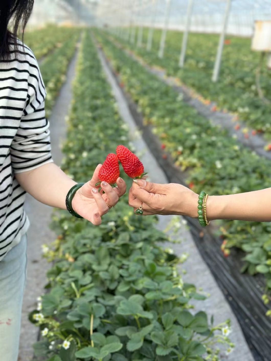 Film Solar Greenhouses Steel Structure Single Span Tunnel Greenhouse