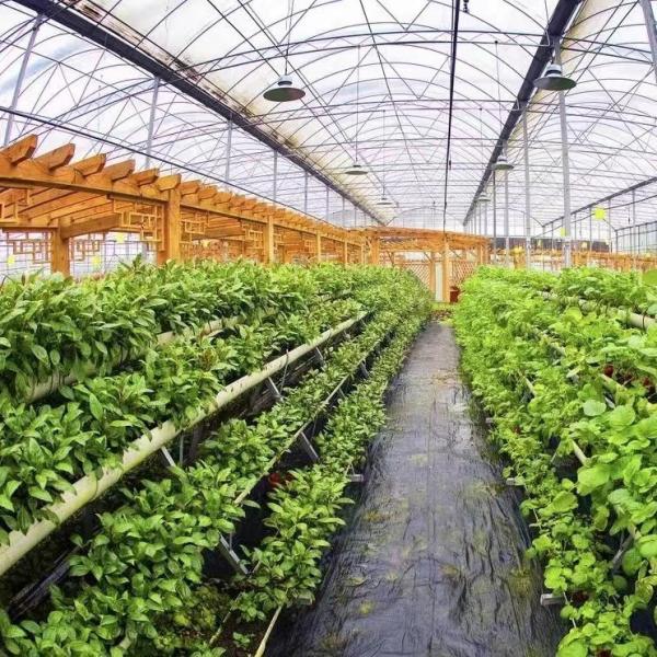 Buy cheap Multi Span Po Film Greenhouse in High Demand Package Size 50.00cm * 60.00cm * 50.00cm from wholesalers